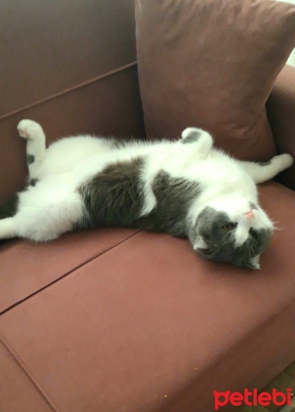 Scottish Fold, Kedi  Çiko fotoğrafı