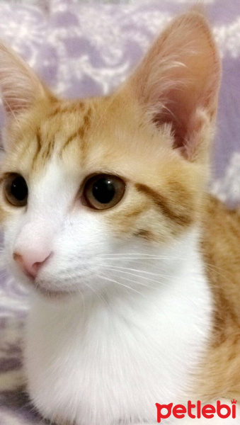 Tekir Kedi, Kedi  Chicho fotoğrafı