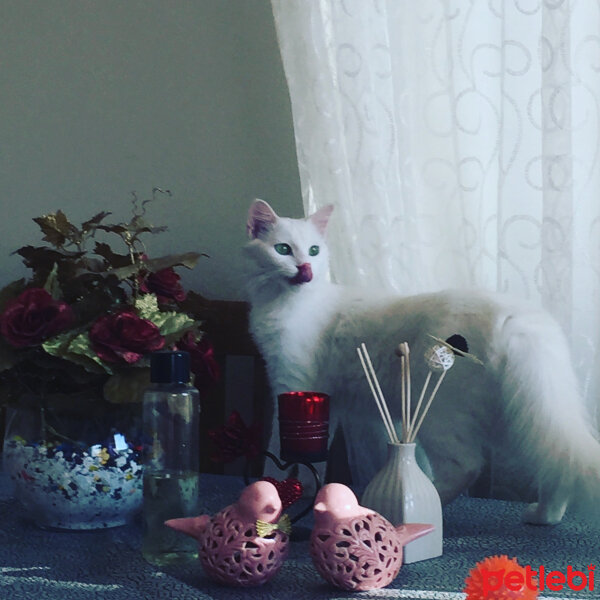 Ankara Kedisi, Kedi  Marry fotoğrafı