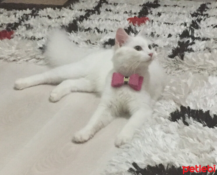 Ankara Kedisi, Kedi  Marry fotoğrafı