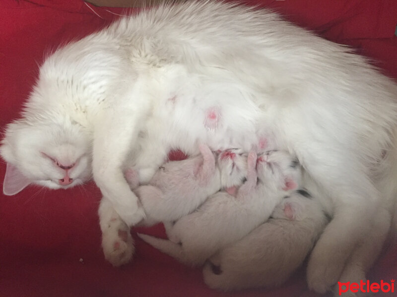 Ankara Kedisi, Kedi  Marry fotoğrafı