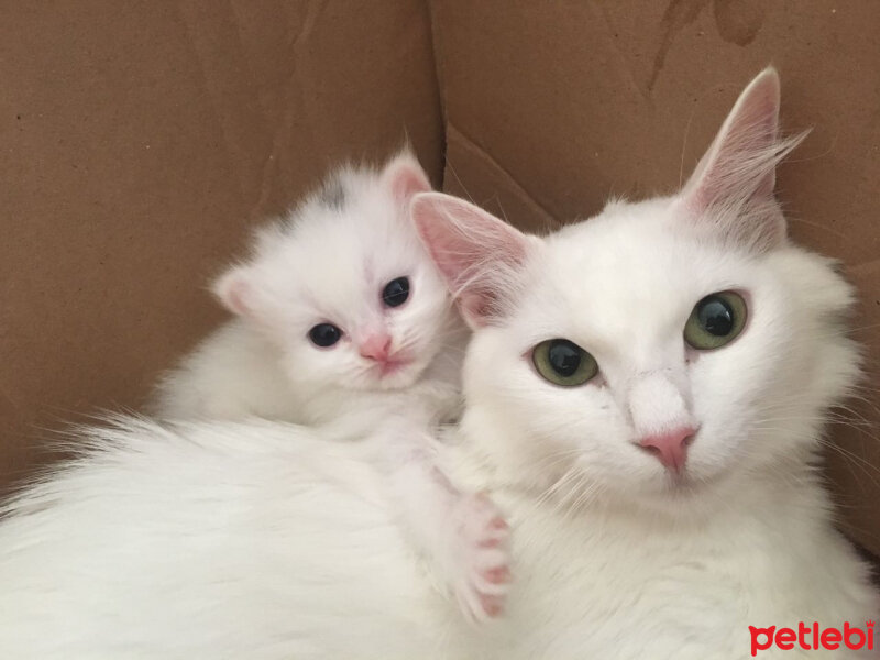 Ankara Kedisi, Kedi  Marry fotoğrafı