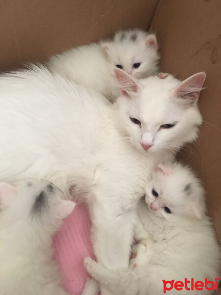 Ankara Kedisi, Kedi  Marry fotoğrafı