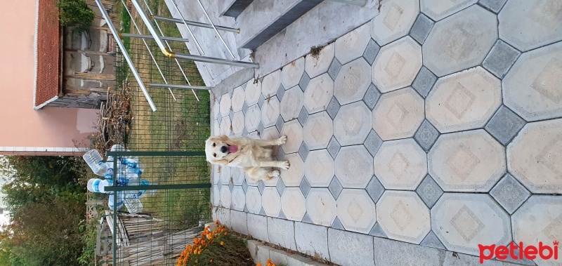 Golden Retriever, Köpek  Mişa fotoğrafı