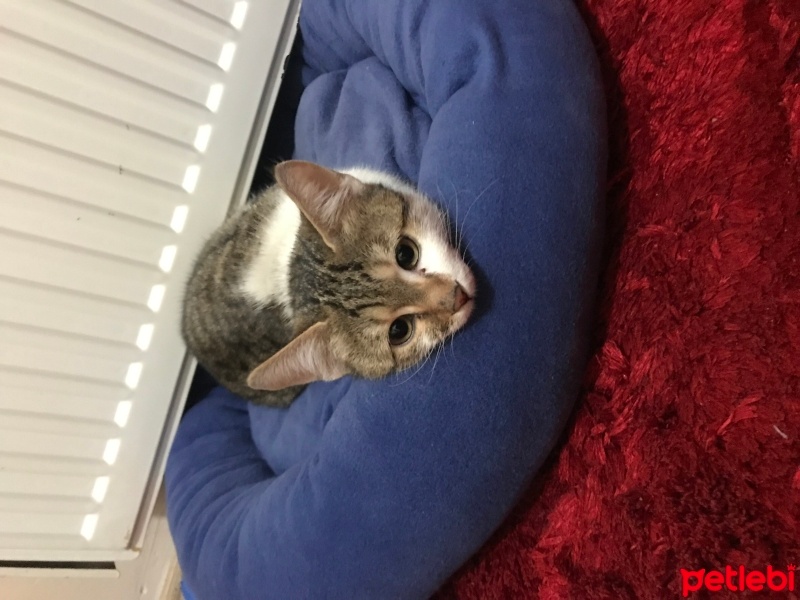 Tekir Kedi, Kedi  Yok fotoğrafı