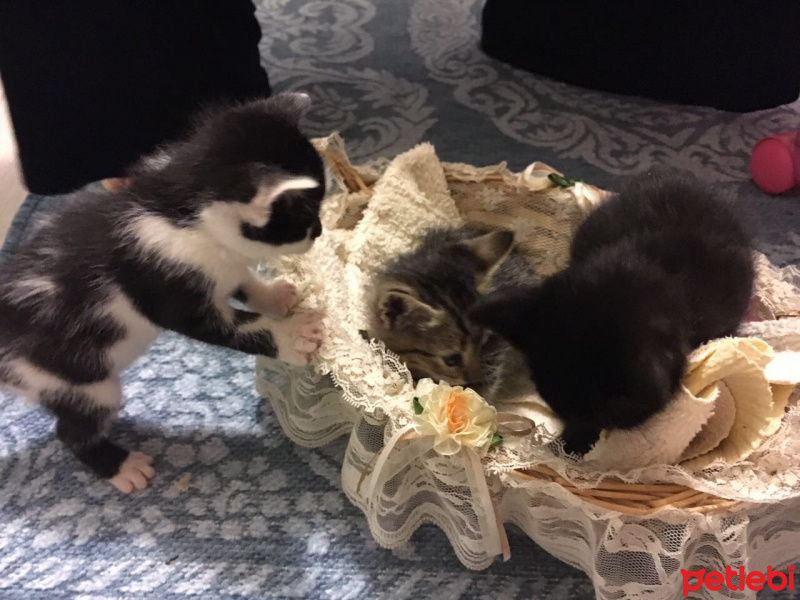 Tekir Kedi, Kedi  Yavru fotoğrafı