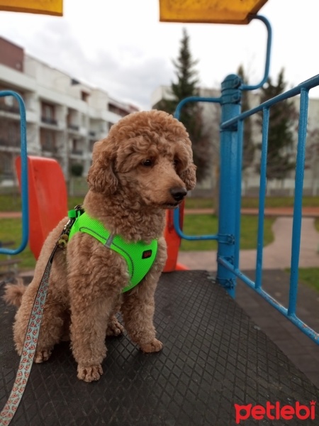 Poodle (Minyatür Kaniş), Köpek  Buffy fotoğrafı