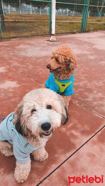 Poodle (Minyatür Kaniş), Köpek  Buffy fotoğrafı