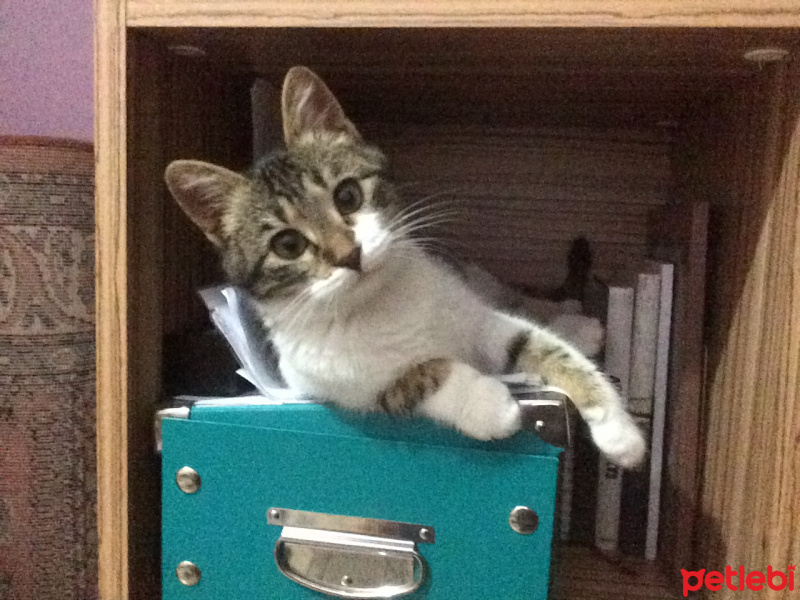 Tekir Kedi, Kedi  Çıtır fotoğrafı
