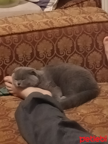 Scottish Fold, Kedi  Luna fotoğrafı