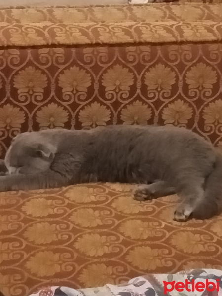 Scottish Fold, Kedi  Luna fotoğrafı