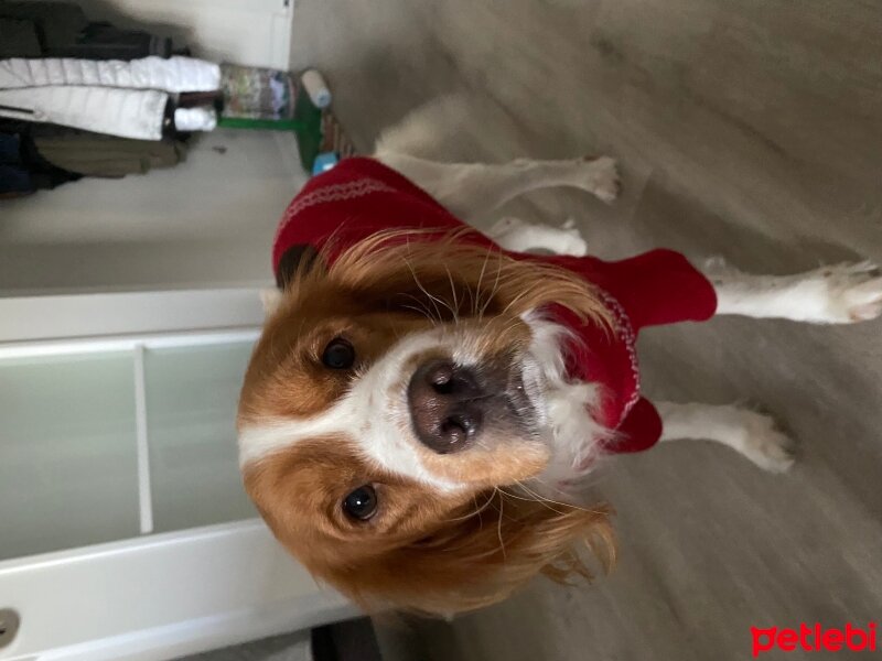 Welsh Springer Spaniel, Köpek  Gizmo fotoğrafı