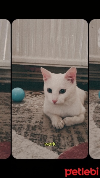 Ankara Kedisi, Kedi  Mia fotoğrafı