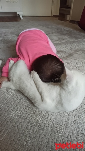 Ankara Kedisi, Kedi  Mia fotoğrafı