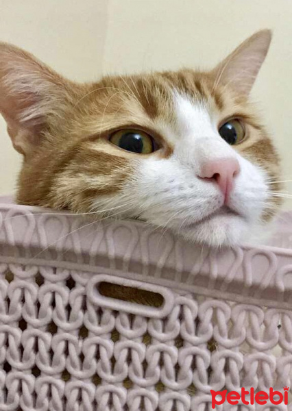 York Chocolate, Kedi  Delikanlı fotoğrafı