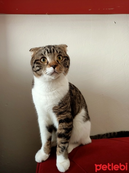 Scottish Fold, Kedi  Mars fotoğrafı