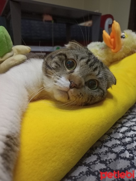 Scottish Fold, Kedi  Mars fotoğrafı