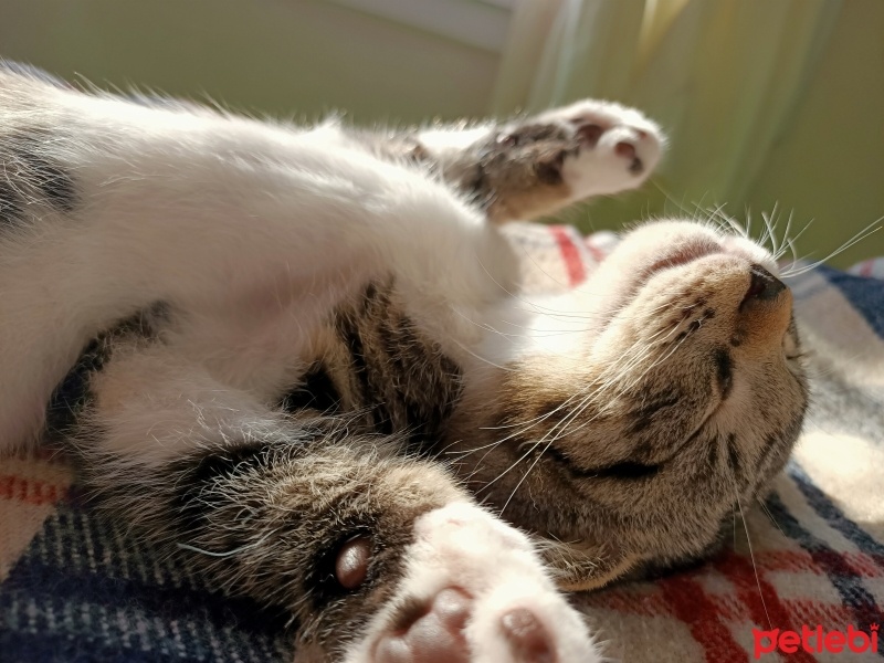 Scottish Fold, Kedi  Mars fotoğrafı