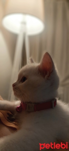British Shorthair, Kedi  Candy fotoğrafı
