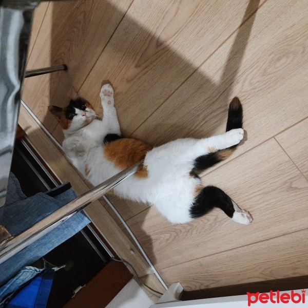 Soke, Kedi  Karamel fotoğrafı