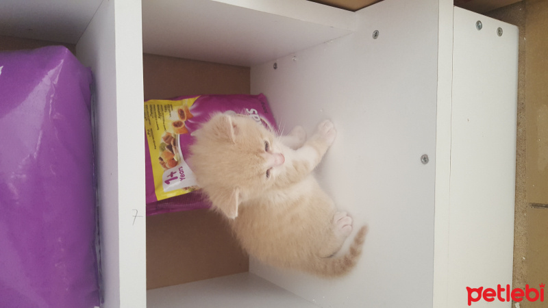 Tekir Kedi, Kedi  Minişler fotoğrafı