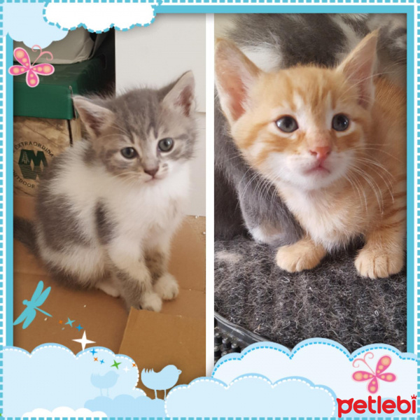 Tekir Kedi, Kedi  Minişler fotoğrafı