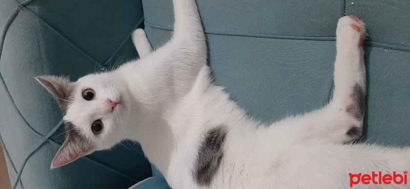 Tekir Kedi, Kedi  Bihter fotoğrafı