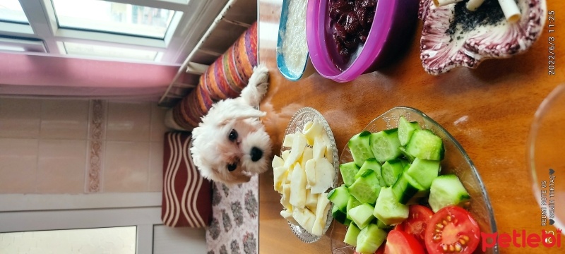 Maltese, Köpek  Çakıl fotoğrafı