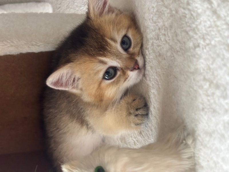 İran Kedisi (Persian), Kedi  Pamuk fotoğrafı