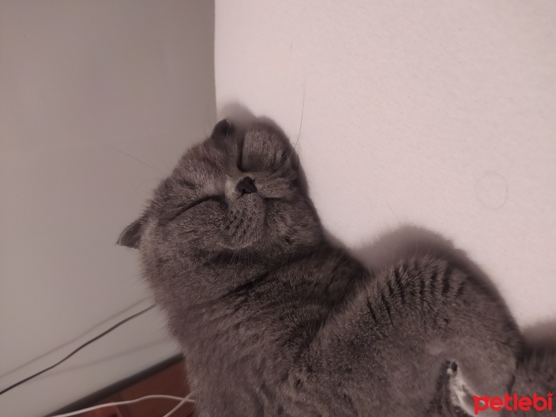 Scottish Fold, Kedi  Bulut fotoğrafı