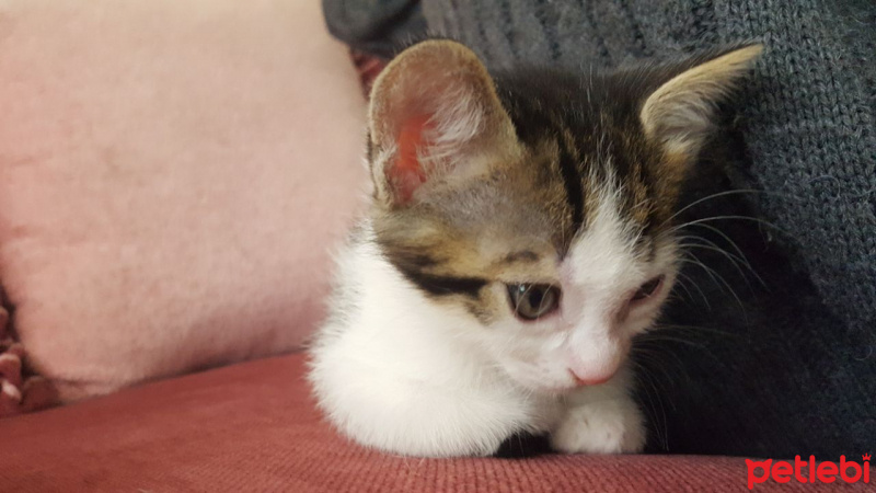 Tekir Kedi, Kedi  Pita fotoğrafı