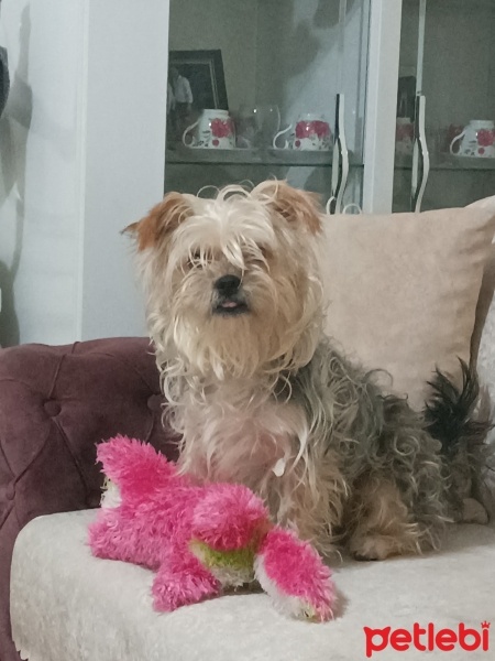 Yorkshire Terrier, Köpek  Puppy fotoğrafı