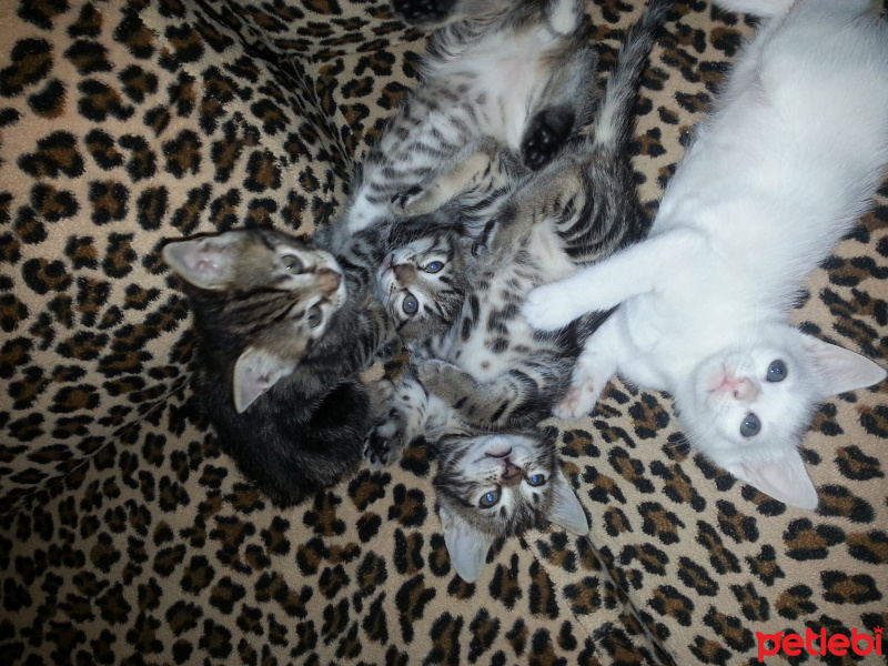 Tekir Kedi, Kedi  Pamuk fotoğrafı