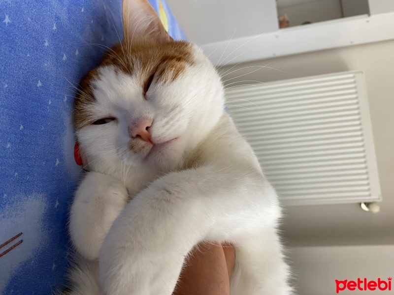 Tekir Kedi, Kedi  Sütlaç fotoğrafı