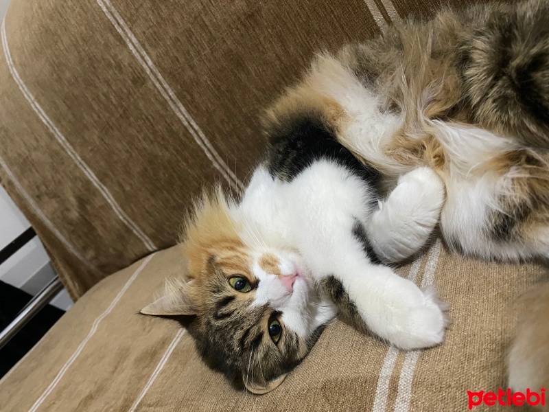 Tekir Kedi, Kedi  Gofret fotoğrafı