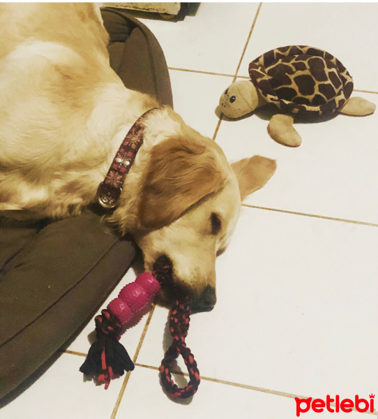 Golden Retriever, Köpek  Badem fotoğrafı