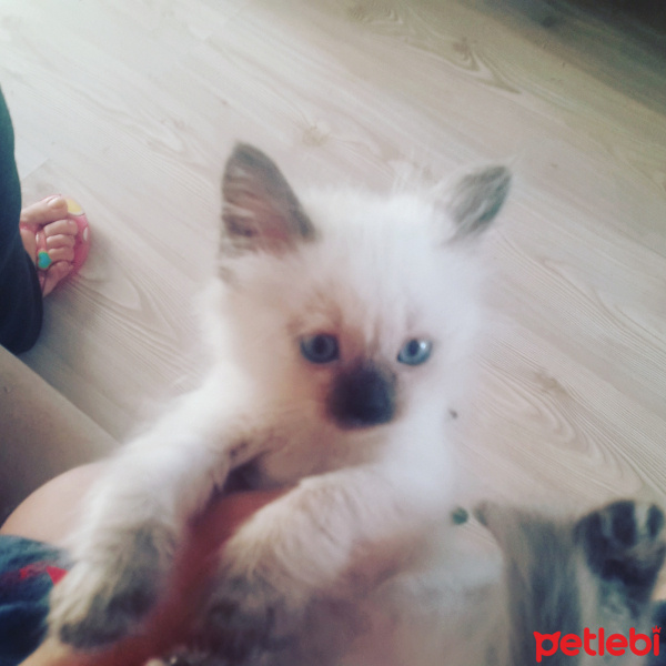Siyam Kedisi, Kedi  PabLo fotoğrafı