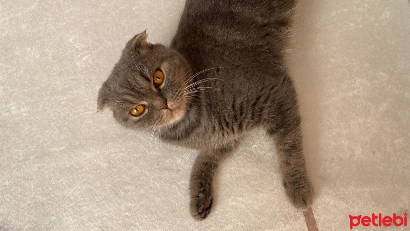 Scottish Fold, Kedi  Nenem fotoğrafı