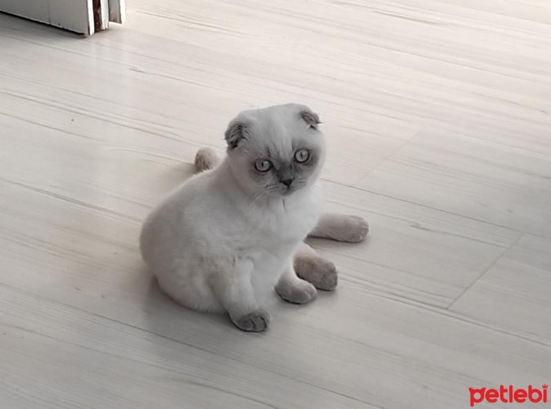 Scottish Fold, Kedi  Mia fotoğrafı