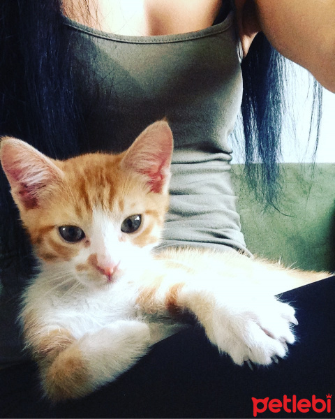 Tekir Kedi, Kedi  Mısır fotoğrafı