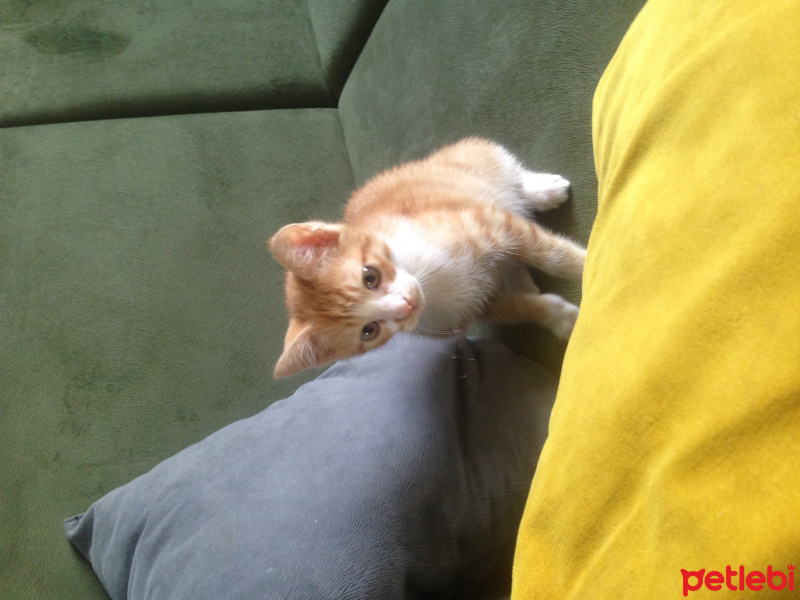 Tekir Kedi, Kedi  Mısır fotoğrafı