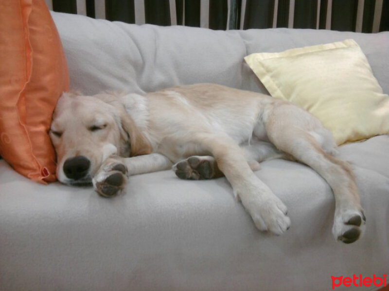 Golden Retriever, Köpek  bambam fotoğrafı