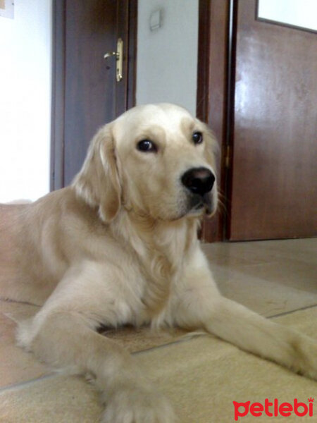 Golden Retriever, Köpek  bambam fotoğrafı