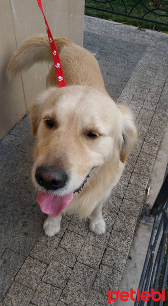 Golden Retriever, Köpek  bambam fotoğrafı