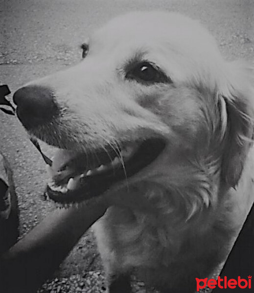 Golden Retriever, Köpek  bambam fotoğrafı