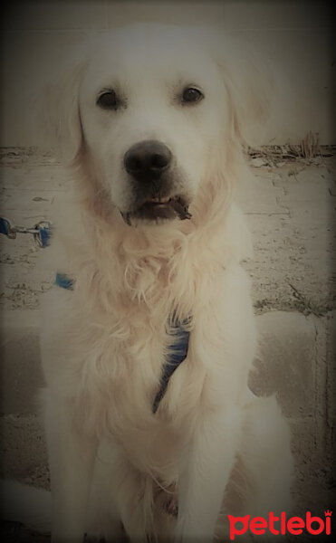 Golden Retriever, Köpek  bambam fotoğrafı