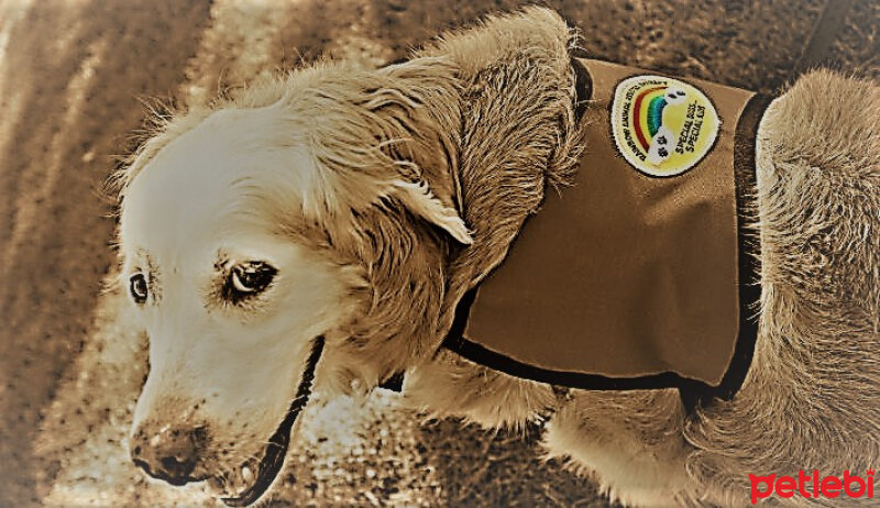 Golden Retriever, Köpek  bambam fotoğrafı