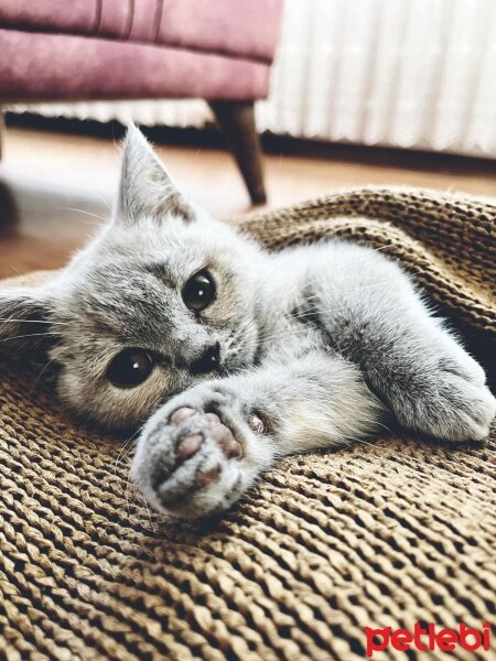 British Shorthair, Kedi  Şila fotoğrafı