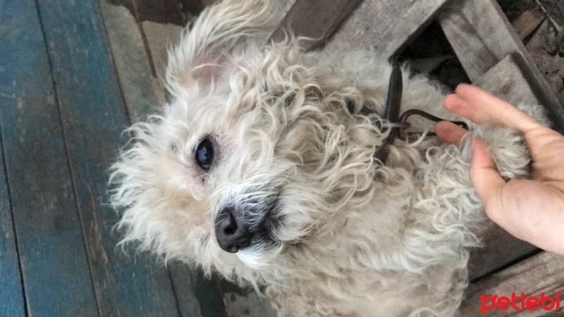 Maltese, Köpek  Paris fotoğrafı