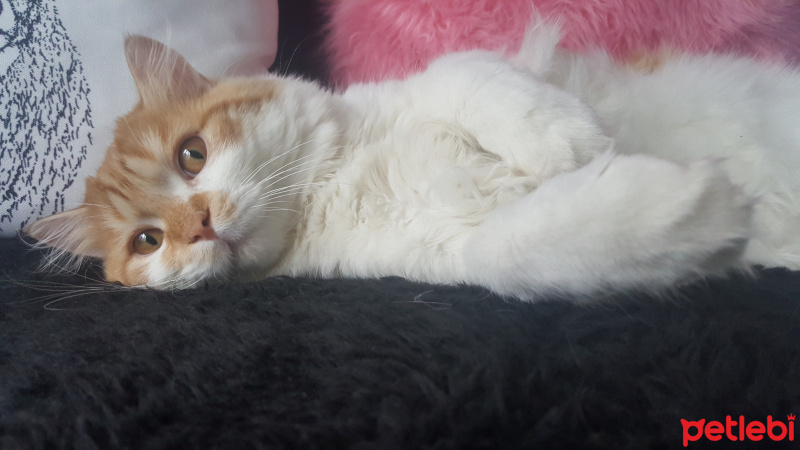 Chinchilla, Kedi  Tedi fotoğrafı